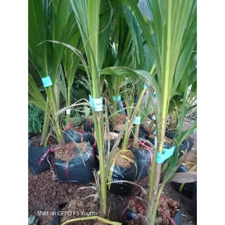 cây giống dừa tam quan (siêu lùn)