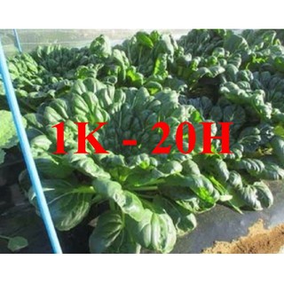 TẬP LÀM VƯỜN - DEAL 1K - 20 Hạt giống cải hoa hồng