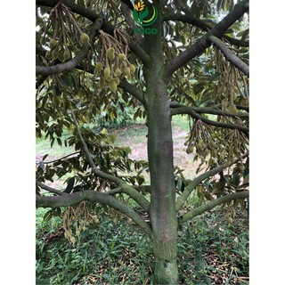 Phân bón vi lượng ROOT SEAWEED can 5 lít