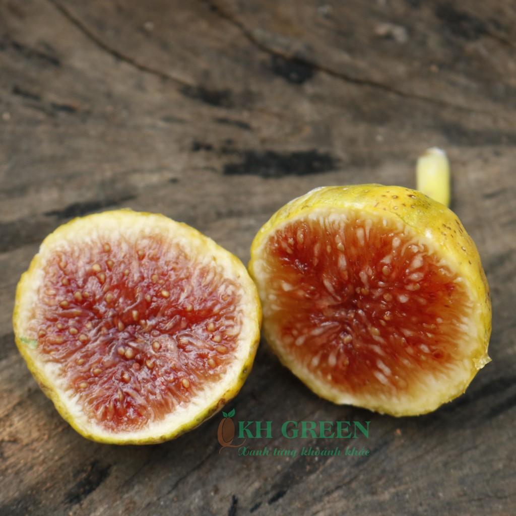 Cây giống sung Mỹ trái sọc cẩm thạch Panache Tiger