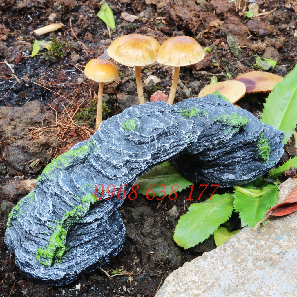 Cầu thang cho rùa, bò sát phơi nắng