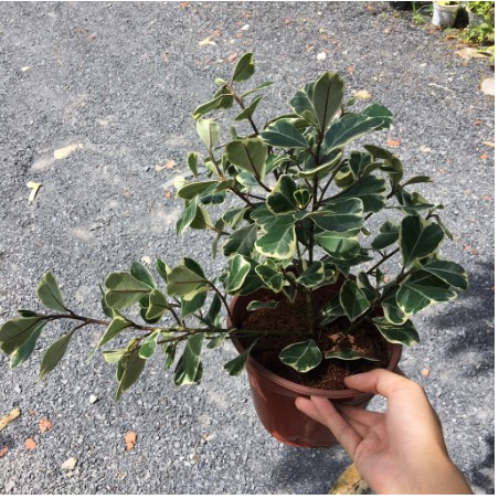 Chậu cây Bàng Lá Tim Cẩm Thạch - Đa Tam Phúc - si Thái Cẩm Thạch - Ficus triangularis variegata-UtNho