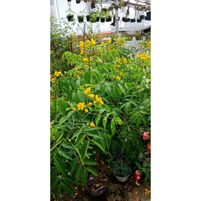 100 hạt giống hoa Mai Phật sơn.