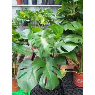 Trầu Bà Lá Xẻ loại lớn ( cây thật )