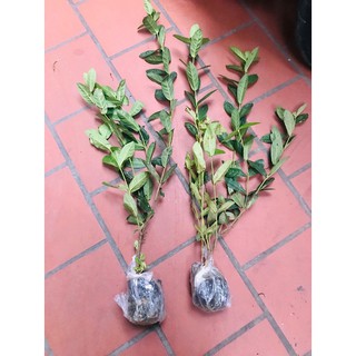 hoa mẫu đơn trắng, đơn ta, hoa rất thơm, gửi đi nguyên bầu cây lớn đang nụ hoặc sắp nụ