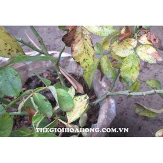 Thuốc trị nấm bệnh cho lan và hoa hồng CAPTAN