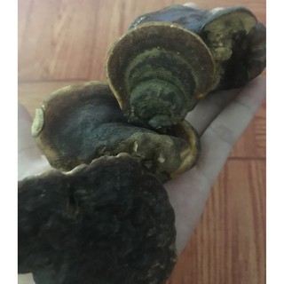 Nấm linh chi bao tử