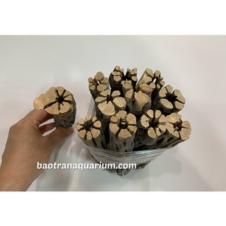 Lũa cholla cho tép cảnh (size 15x3cm)
