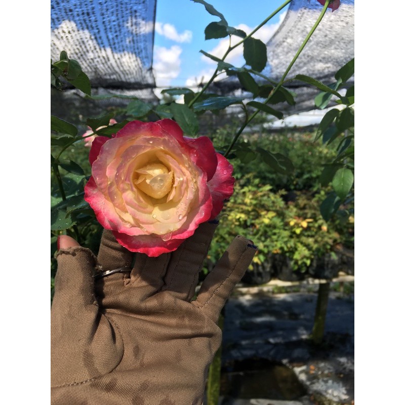 Hồng ngoại Double light