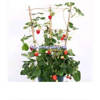 Gói 50 hạt giống dâu tây leo giàn KHUYẾN MẠI SHOP MỚI HẠ GIÁ SỈ