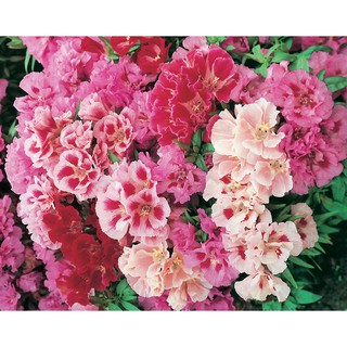 Hạt giống hoa hồng xuân
