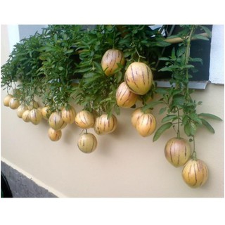 Hạt dưa pepino nam Mỹ siêu quả