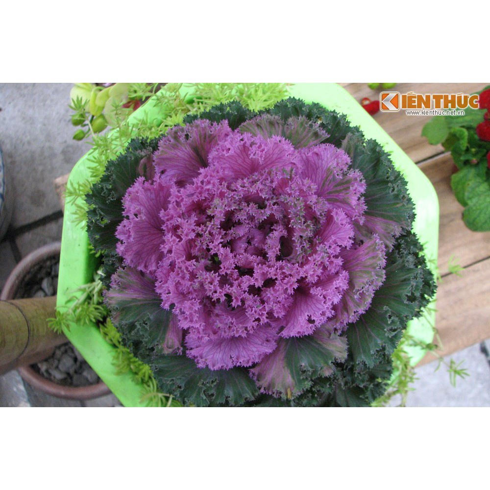 Hạt giống hoa bắp cải chậu cảnh tặng phân bón bao đẹp