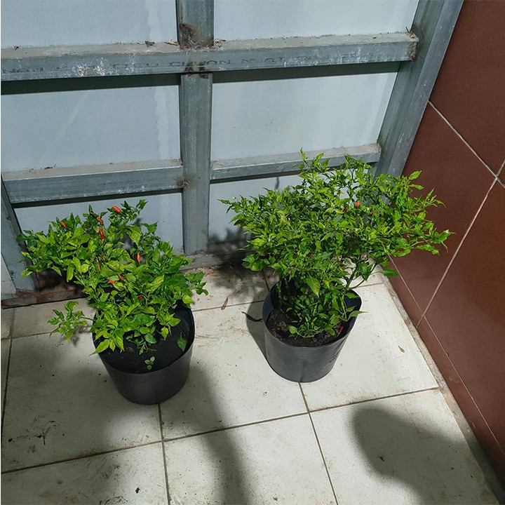 cây ớt hiểm