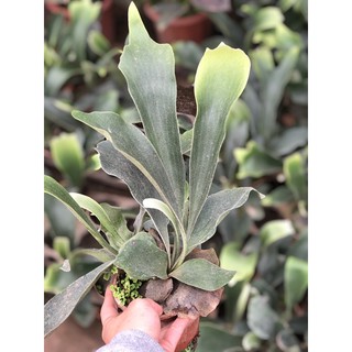 Cây ổ rồng trang trí nhà cửa ( ảnh thật 345)