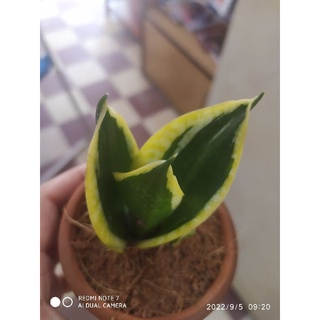 Mầm Cây lưỡi hổ thái lùn búp sen