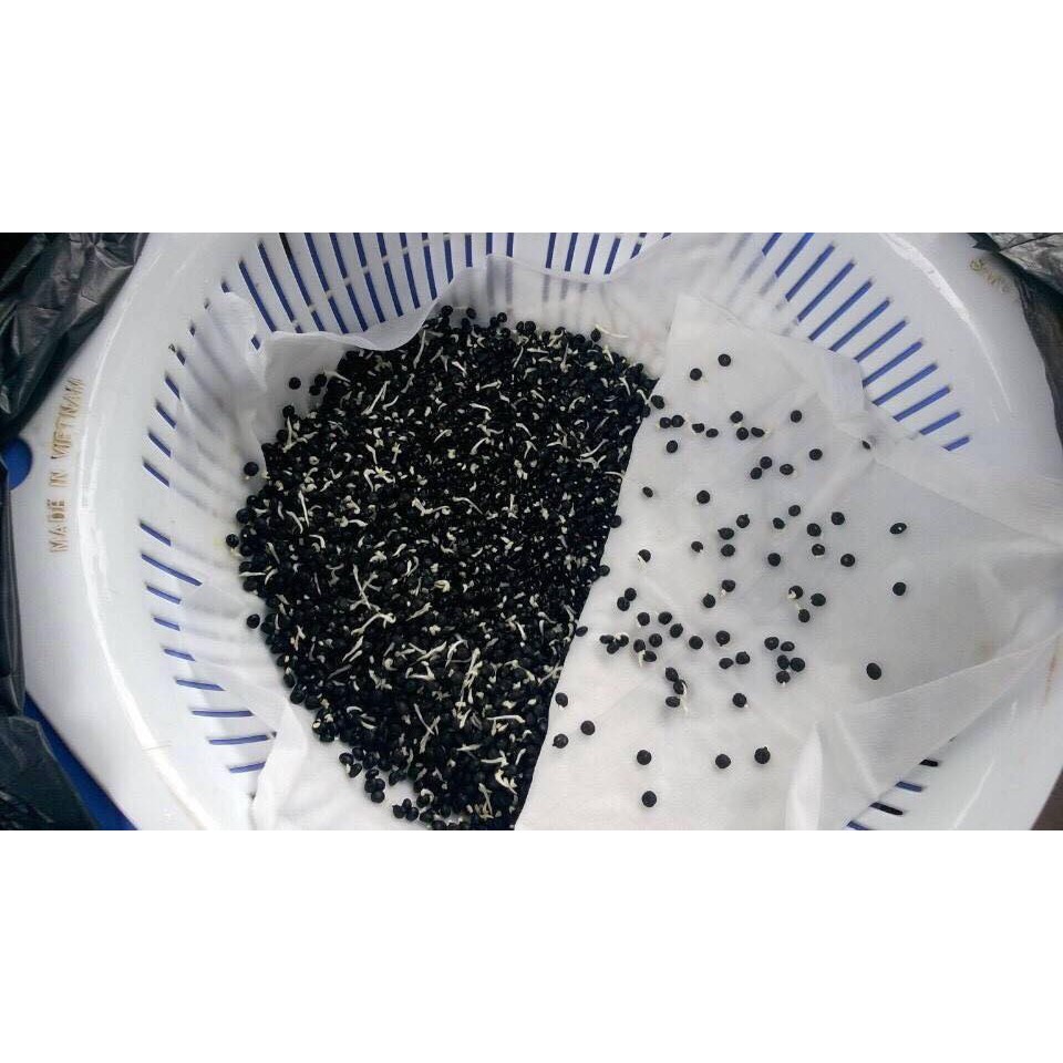 HẠT GIỐNG MĂNG TÂY XANH , NẢY MẦM CHUẨN TRÊN 90%