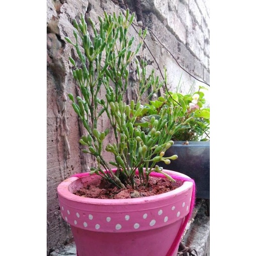 Chậu cứng Rhipsalis salicornioide- Sen đá sừng hươu