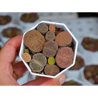 Lithops ( thạch lan ) Mông nhà Gác Mái Sen