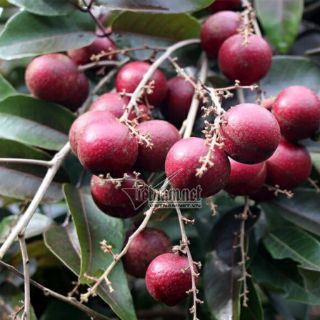 Cây 🌲 Nhãn đỏ... trái đỏ