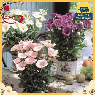 Hạt Giống Hoa Cát Tường