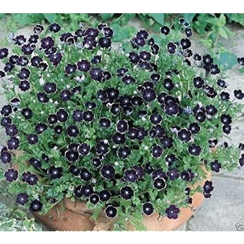 HẠT GIỐNG HOA mắt nai đen quý, Nemophila Discoidalis, Shade Loving Plant