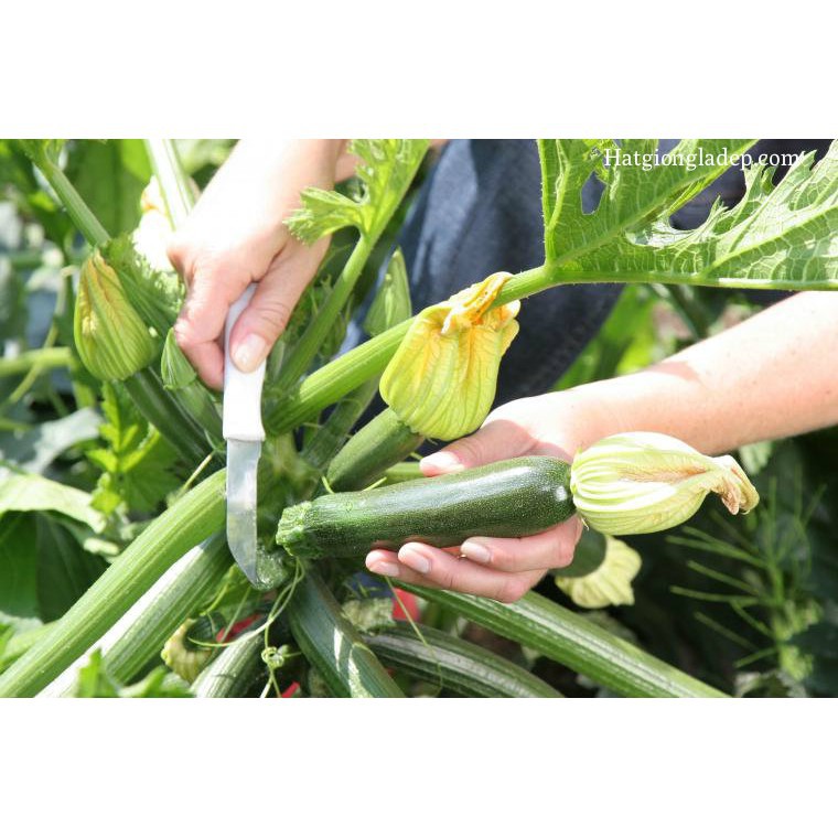 Hạt Giống Bí Ngòi Xanh F1