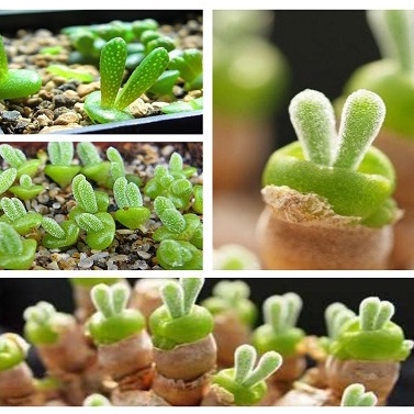 1K - Hạt giống cây Tai thỏ Monilaria Obconica tỷ lệ nảy mầm cao nhất  - Tặng kèm hạt hướng dương lùn + thuốc kích mầm rễ