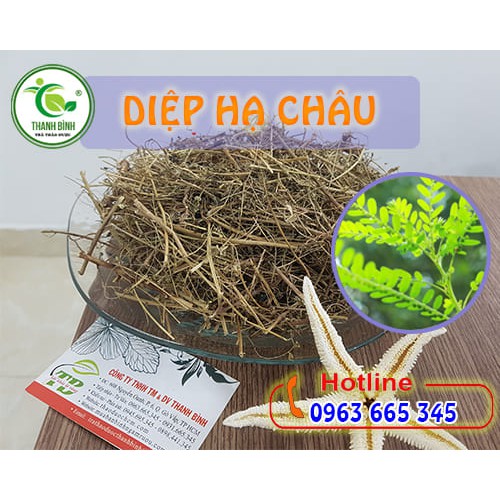 Cây Diệp Hạ Châu Khô - 1kg