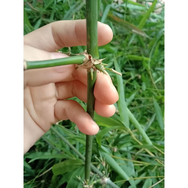 500gr Lá tre gai rừng khô chuẩn/ trà lá tre gai rừng
