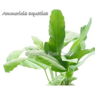 Cây thủy sinh Su Hào
