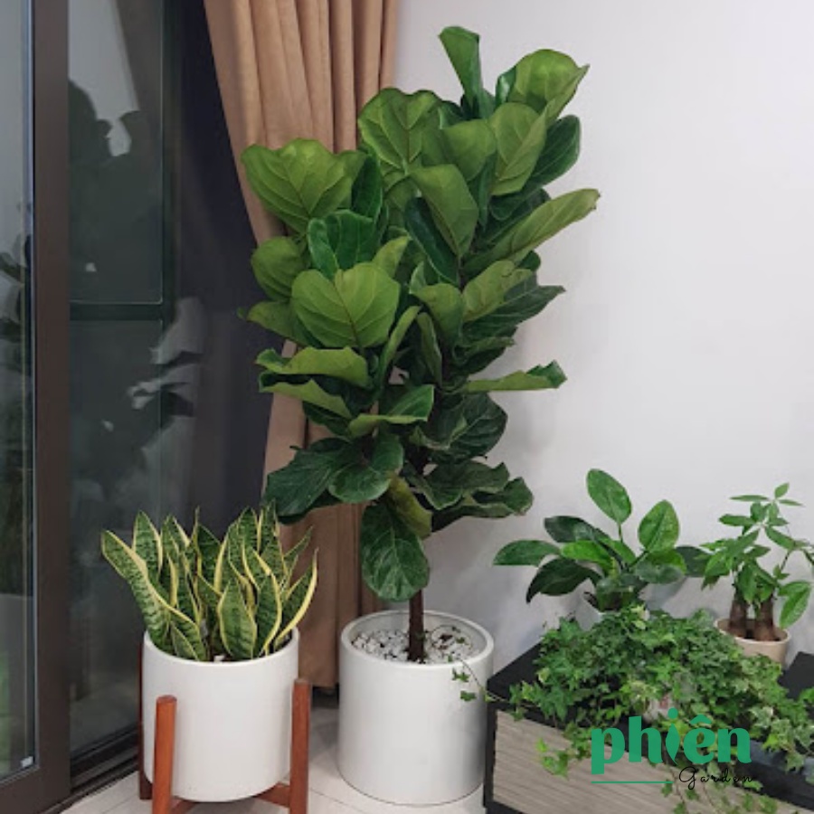 Bàng Singapore nội thất cao 80cm - 100cm