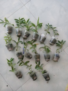 Trầm trắng