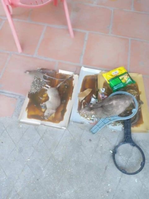 Keo dính chuột (1 miếng)