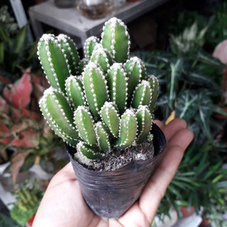 Cây Xương Rồng Thanh Sơn, Xương Rồng Ngọn Núi