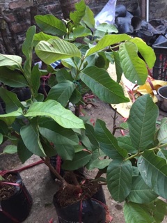 Cây giống ổi nữ hoàng