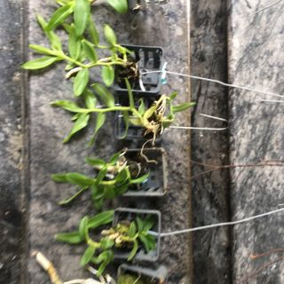 Phi Điệp Trắng Đột Biến