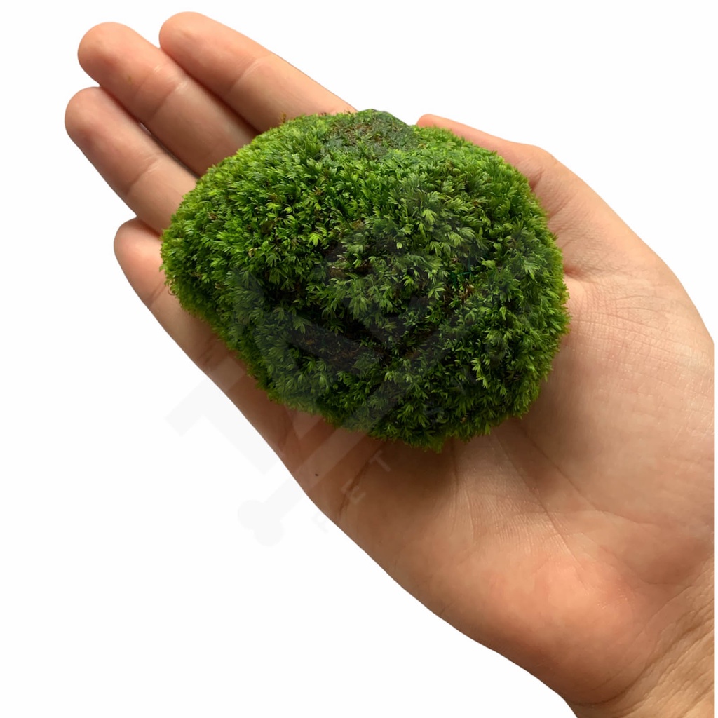 Rêu Minifiss, Mini Taiwan, Trân Châu Lá Nước Trãi Nền Trang Trí Hồ Cá Thủy Sinh [RÊU MINIFIS]