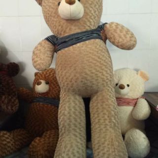 Gấu bông teddy