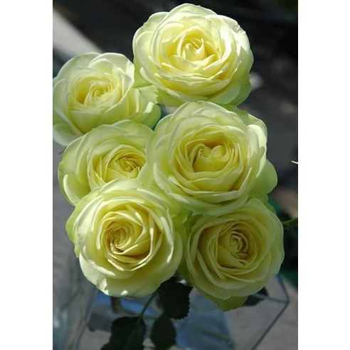 Hoa Hồng Bụi Creamy Eden màu Xanh Mơ Mộng-Hoangoaimelinh