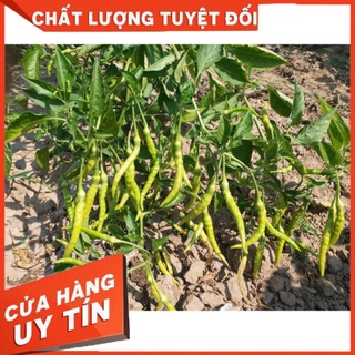 ớt tằm siêu cay thái lan