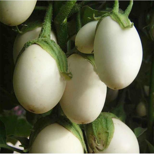 Hạt giống Cà Trứng Ngỗng F1 Thái