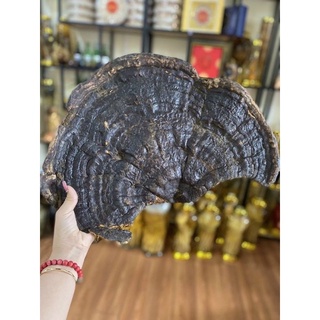 Nấm ninh chi rừng đỏ, nấm ninh chi thái sẵn 100% thiên nhiên