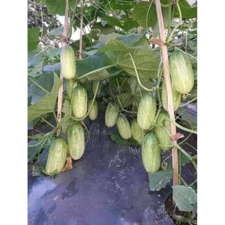 Hạt giống dưa chuột mèo Thái Lan