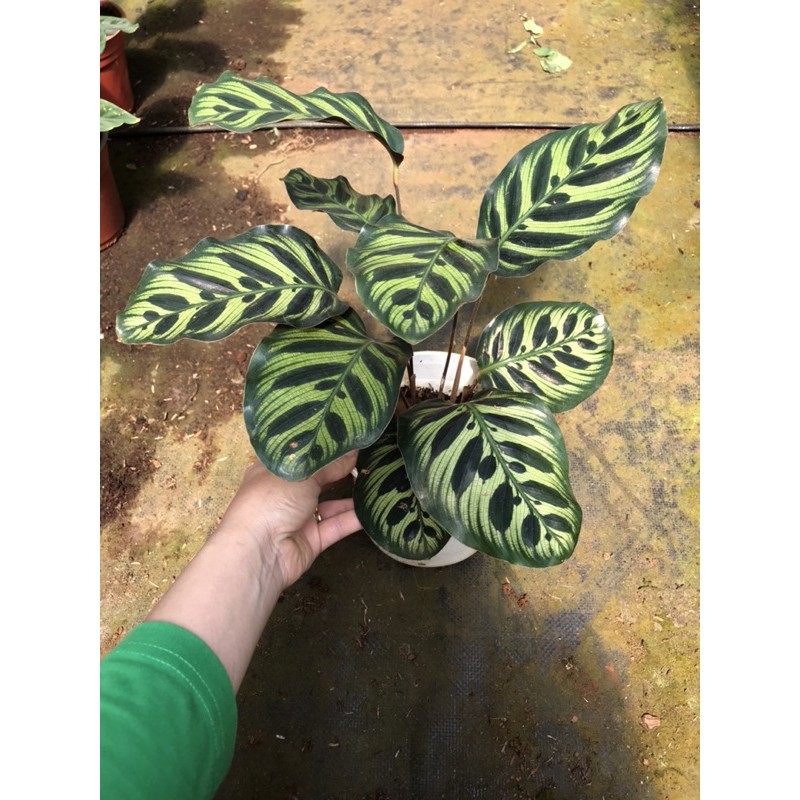 Chậu cứng Đuôi công makoyana