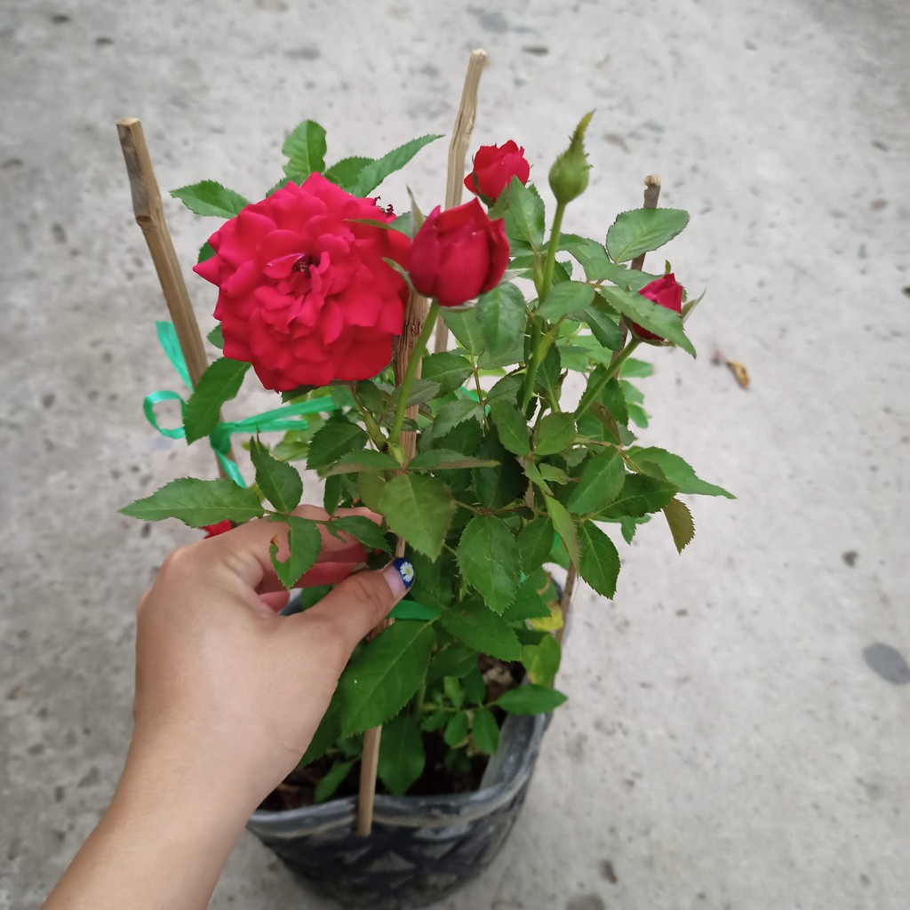 Chậu cây hoa hồng tezza đỏ siêu nụ trưởng thành C8 - ship toàn quốc