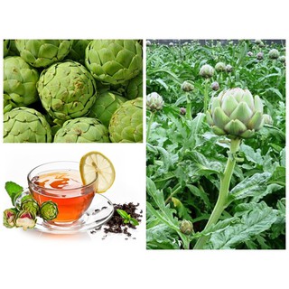 4 Hạt Giống ATISO Xanh vị thuốc quý [CHẤT LƯỢNG]