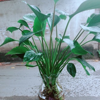 Chậu Thanh Tâm Thuỷ Sinh