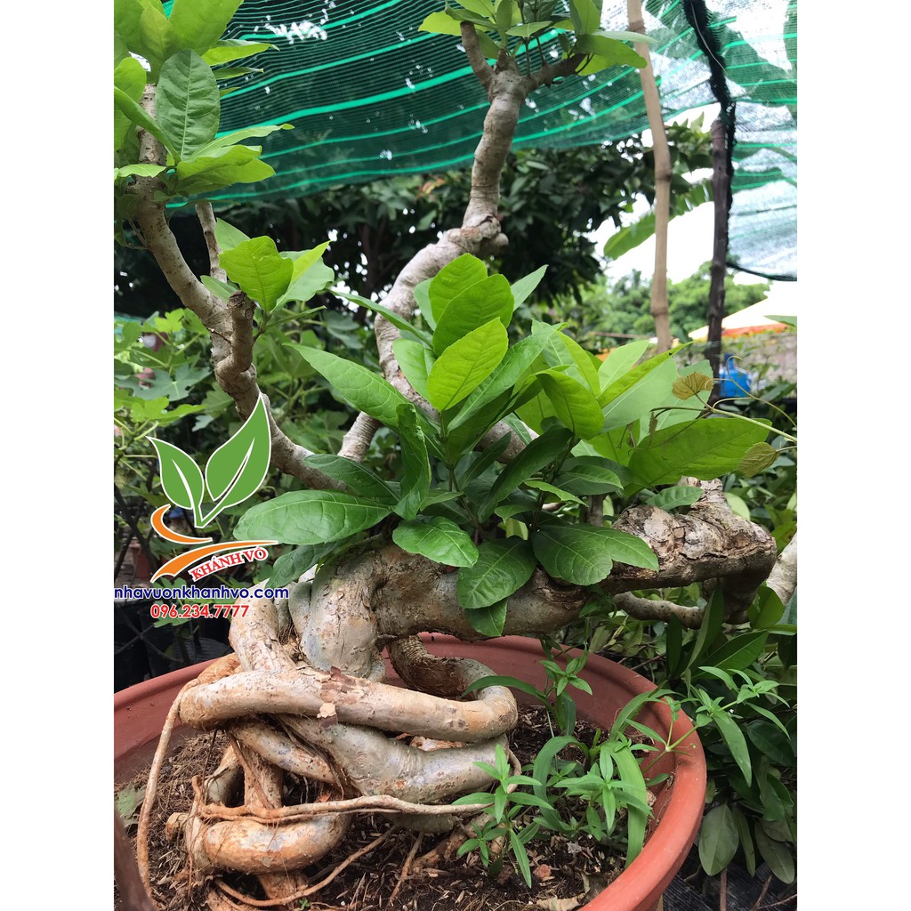 MAI XANH BONSAI