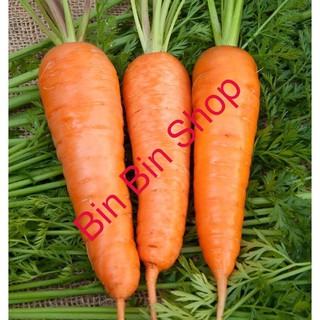 HẠT GIỐNG CÀ RỐT CAM CỦ TO NEWTON ( 1gr )
